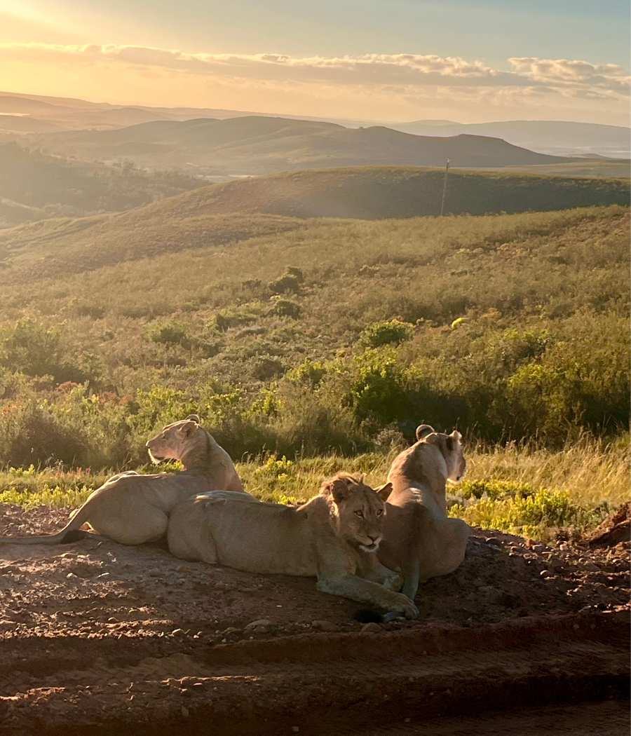 Morning sunrise dawning over mountains and three lions